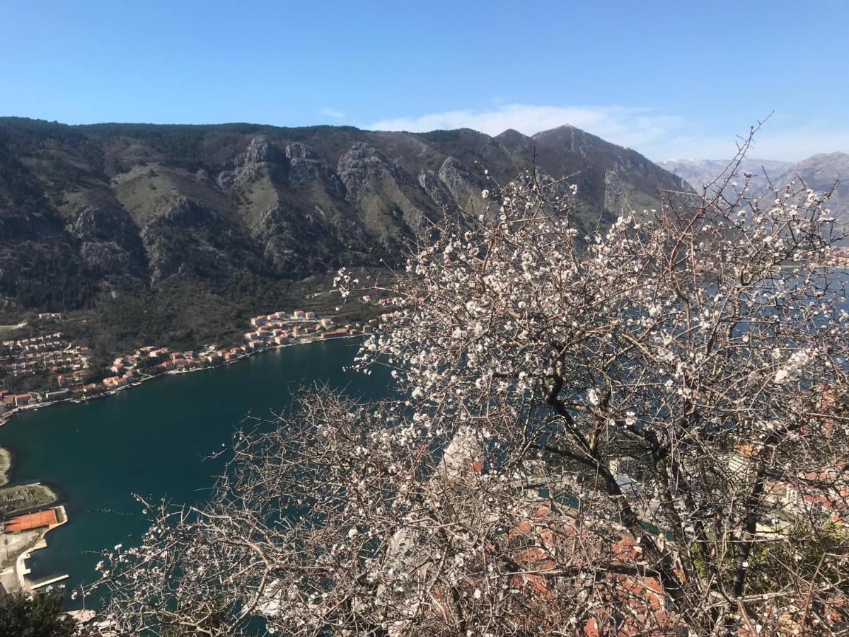 Romantic Rooftop View Hideaway- Old Town Nr 404 Appartement Kotor Buitenkant foto